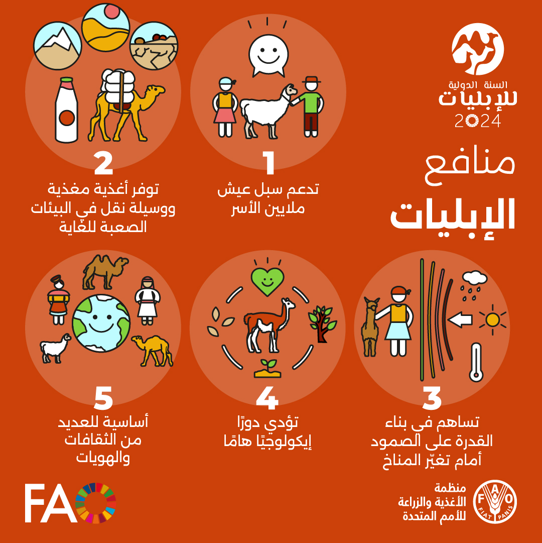 أبطال الصحاري والمرتفعات، الإبل تُسهم في الأمن الغذائي والتغذية والنمو الاقتصادي عالميًا. 🐪🐫

إليكم خمسة أسباب تدفعنا إلى رفع مستوى الوعي وتقدير قيمتها! #اليوم_العالمي_للإبل