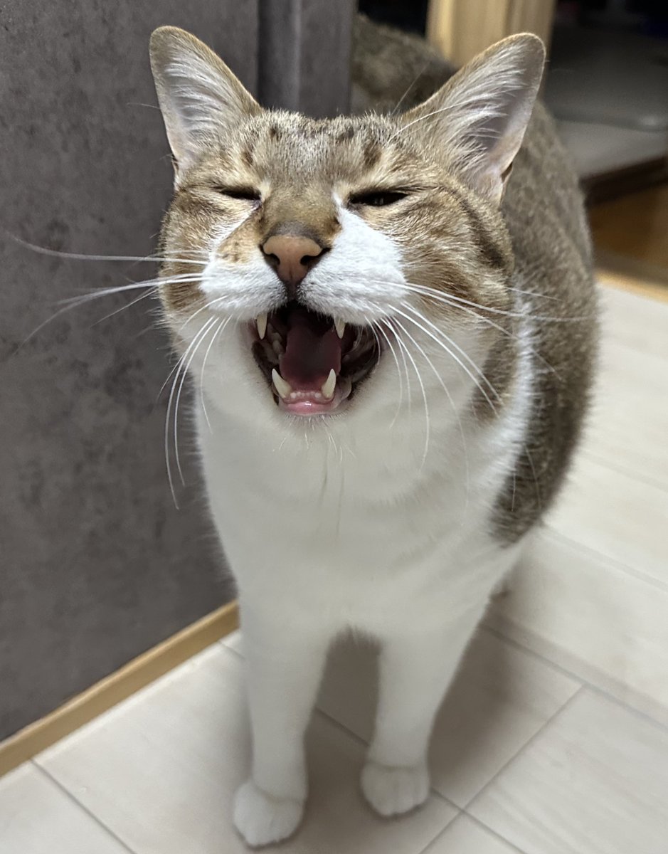 もるきち on X: 
