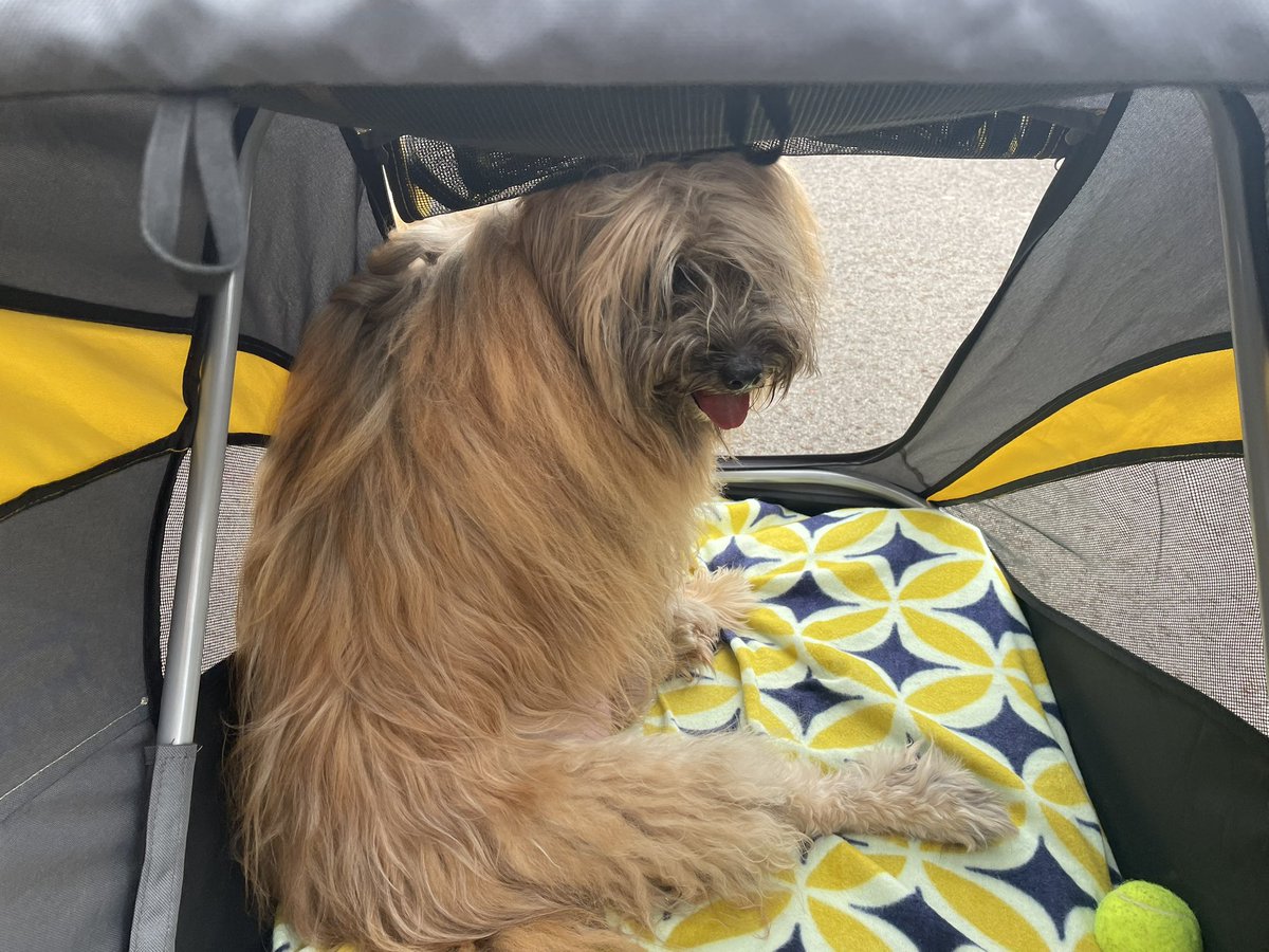 Hi guys, out and about in my chariot today, weather is a bit cooler. Hope everyone is having a super Sunday 🥰#dogsofx #dogs