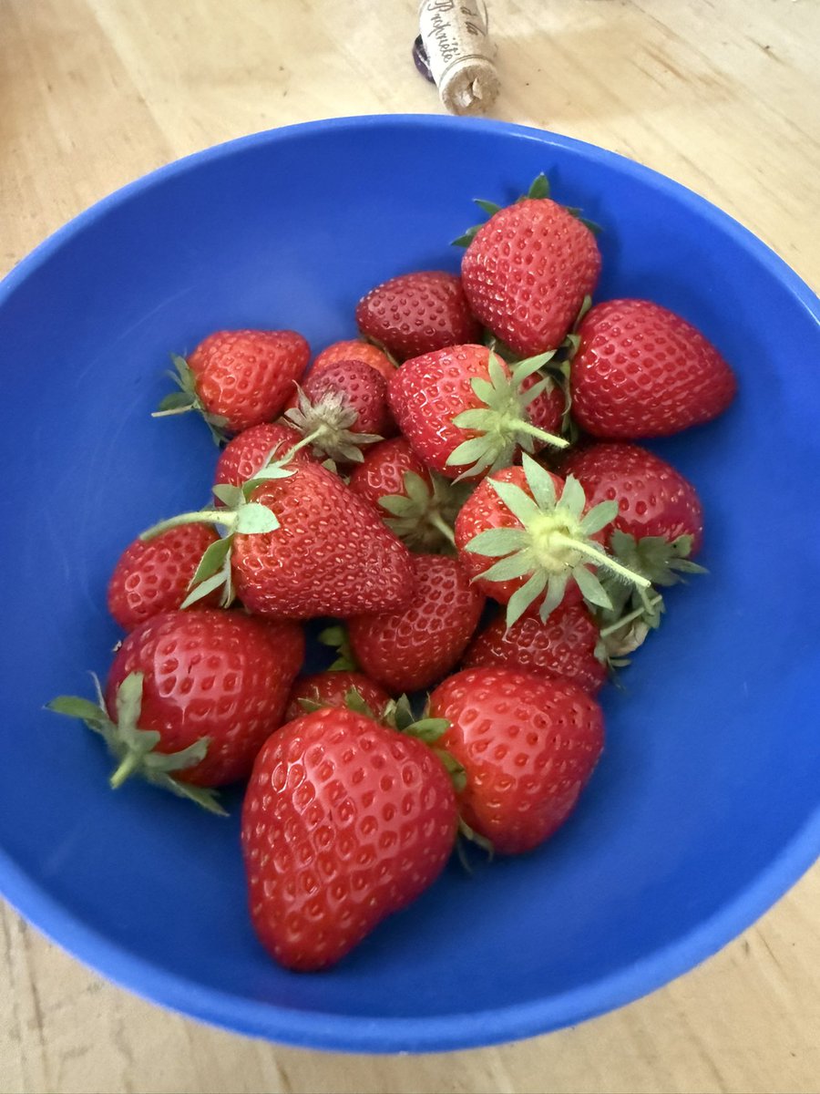 Freshly picked strawberries from the garden to go with Sunday lunch! ❤️🍓 multiple varieties- Honeoye, Cambridge Favourite, Skyline, Pegasus IIRC