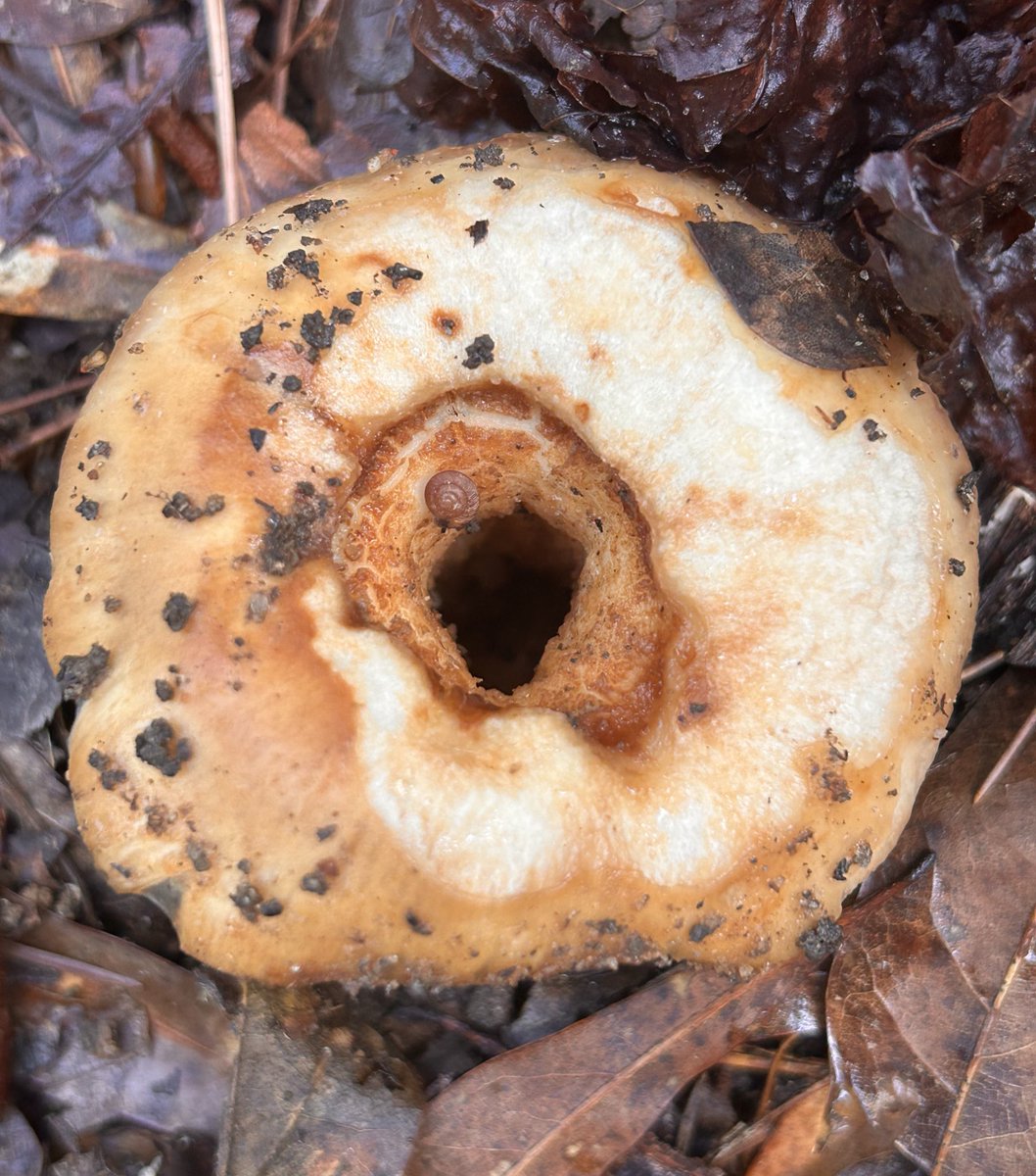 Do these look like some kind of pastry/treat?
#Fungi