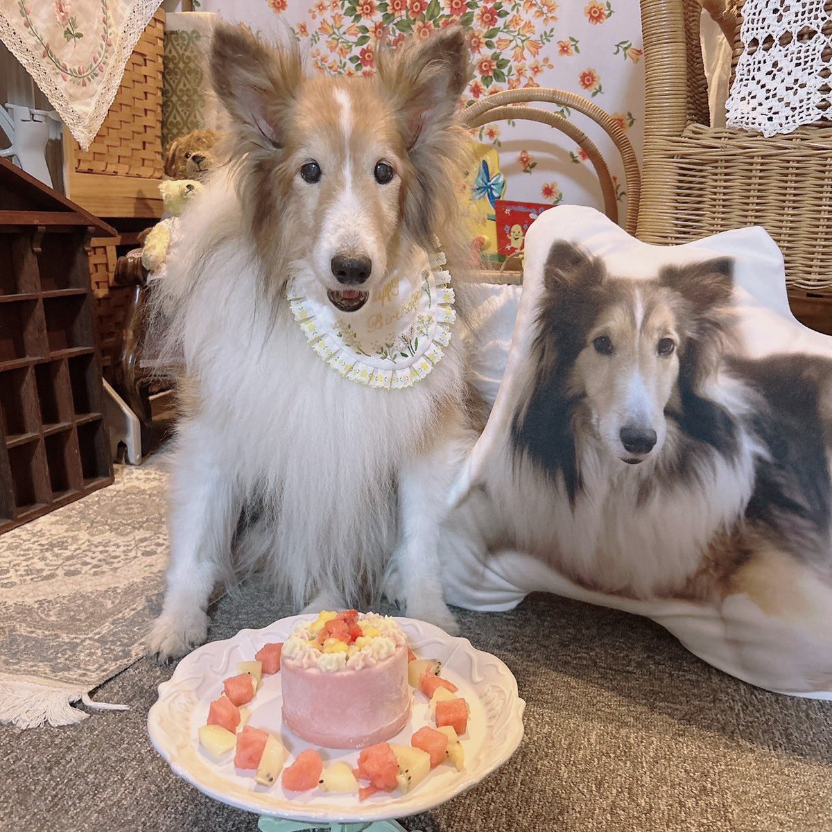 hs5112's tweet photo. 今日6月22日（ロン兄にの日）は
瑚々の14歳のbirthday
ケーキでお祝い🎉

歴代のシェルティの中でも14歳は
最高齢
以前ほど食欲はなくなっちゃってる
けど、もっともっと一緒いようね♡ https://t.co/qWEGB7UCJy
