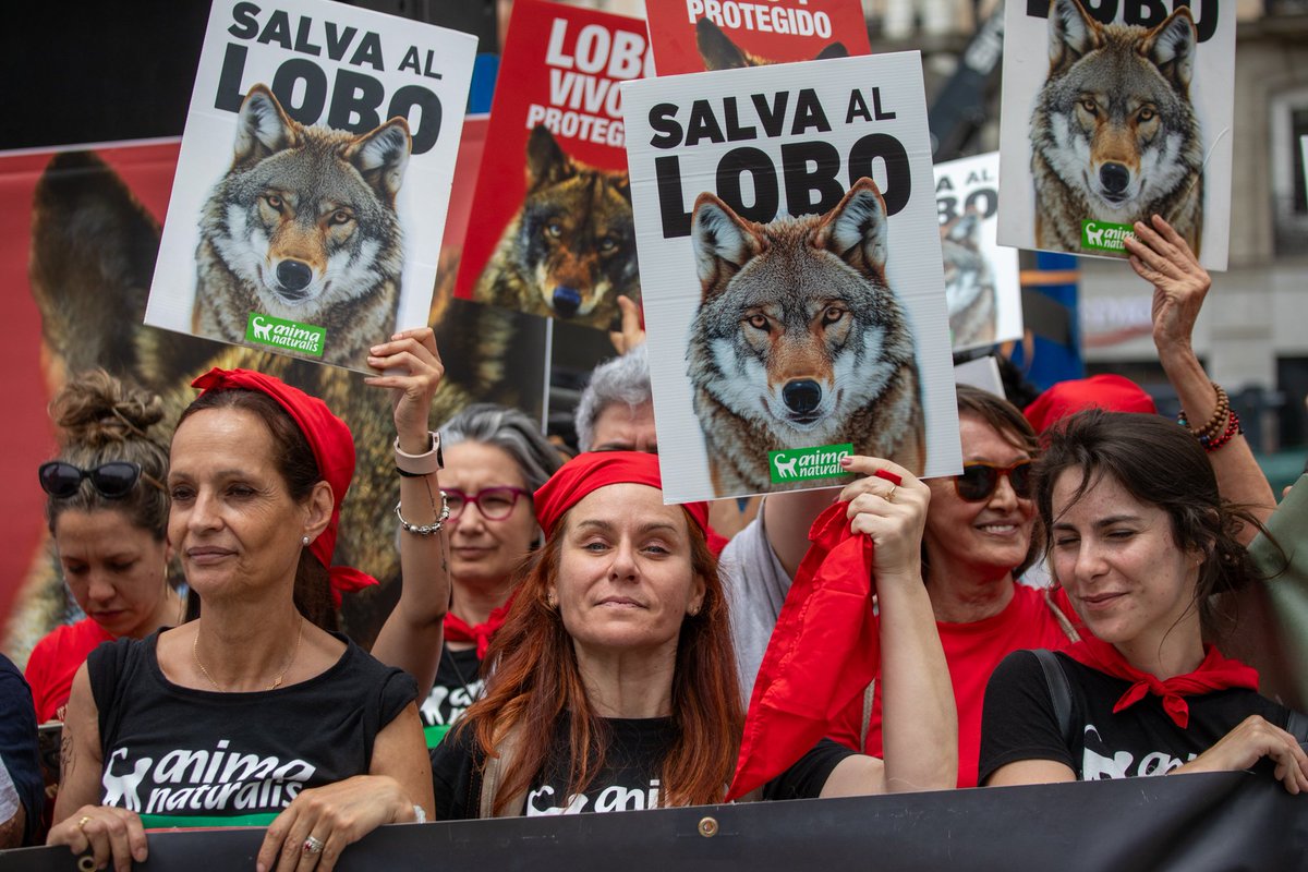 AnimaNaturalis's tweet photo. 🇪🇦✊ ¡España se alza por el lobo! 

🐺 Miles de personas nos hemos manifestado hoy en Madrid para exigir la protección estricta del lobo ibérico y rechazar el gravísimo retroceso legal aprobado por el Congreso de los Diputados, que ha vuelto a convertir en un objeto de caza a esta especie única.

No se puede tolerar que, en pleno siglo XXI, se vuelva a perseguir y matar al lobo como en tiempos oscuros pasados en los que se hablaba de alimañas.

#LoboVivoyProtegido