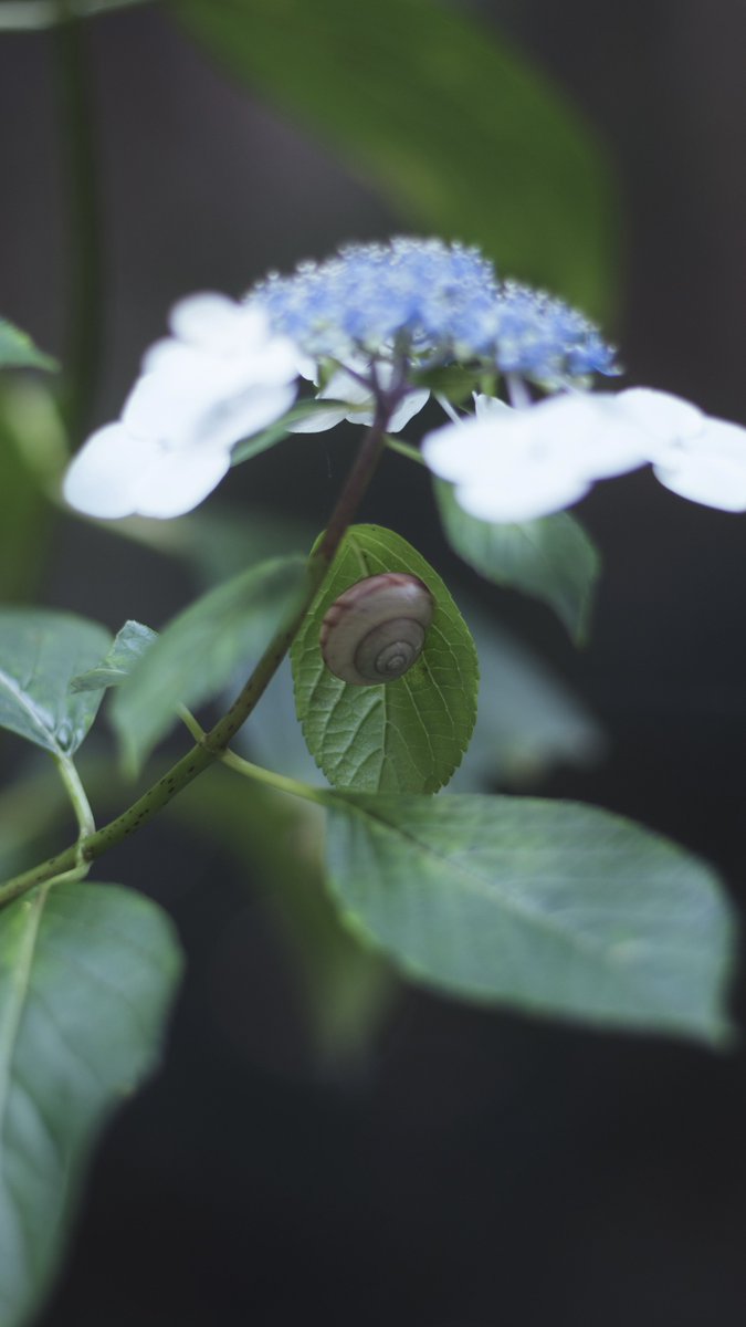 natsume_fr's tweet photo. 紫陽花が枯れ始めるレベルの暑さ
#fujifilm_xseries
#gfx100s
#mamiya645 https://t.co/1A72XwVjYT