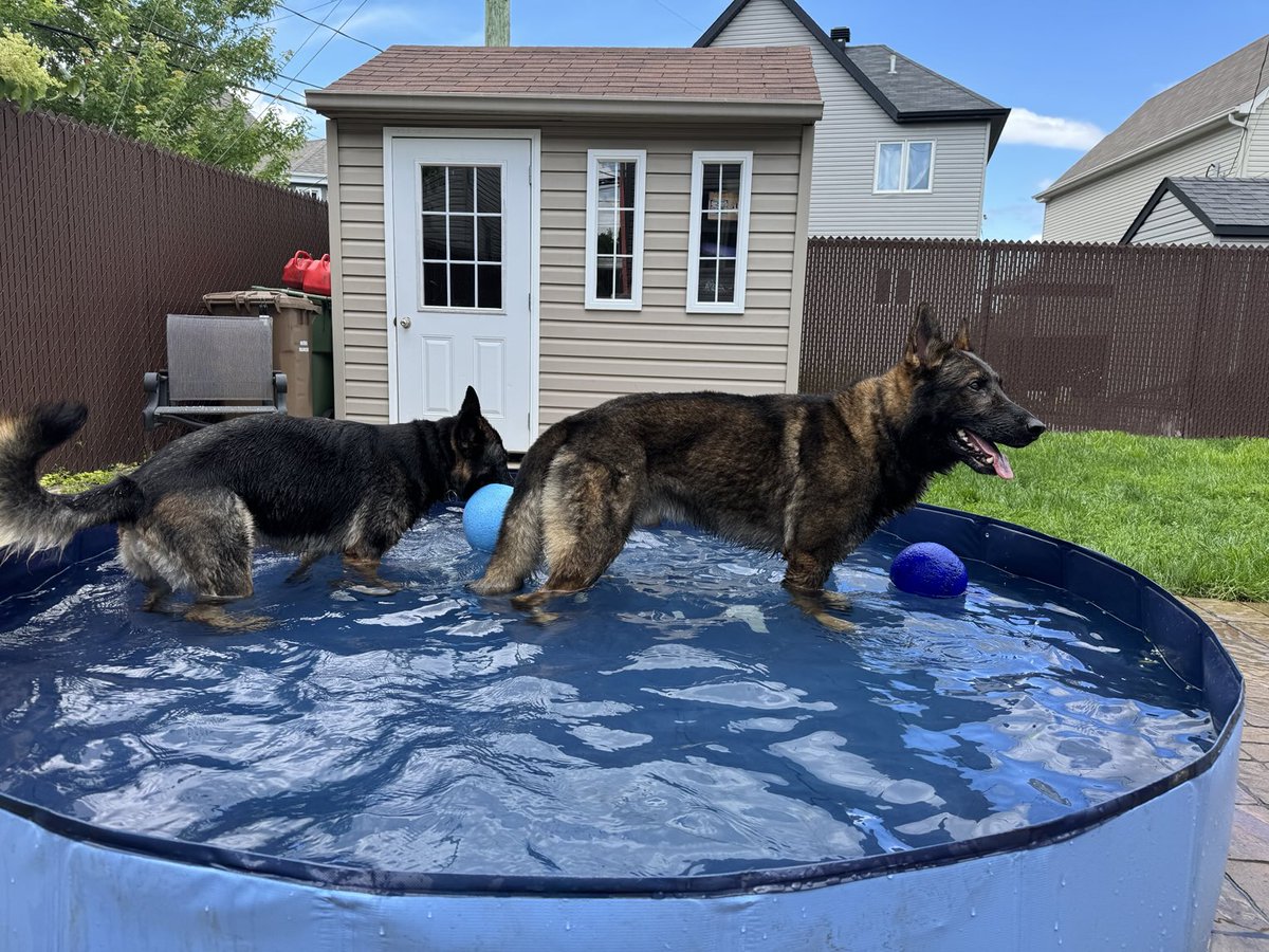 K9 ´s cooling off on their day off patrol. 😂😂😂
