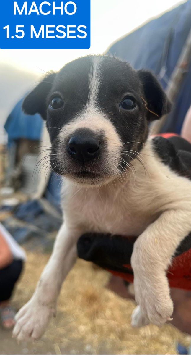 #MADRID
COCUN cruce  de 1,5 meses cruce #bodeguero-#bordercollie
Fruto de camada indeseada e irresponsable 
Sociable con niños🐶🐱
NECESITA #acogida o #adopcionresponsable
Se entrega chipado,vacunado,desparasitado y CON compromiso de castracion
CONTACTO 📩facenuevavida@gmail.com