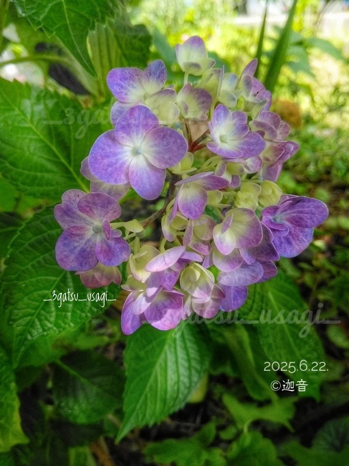 .
*６月23日(月)*

お早うございます

庭の紫陽花・紫ちゃんも💜

・左：こういう色味の上生菓子ありそう🤗
・右：地面すぐ上の子。色付きが濃い♪

#庭の住人
#TLを花で一杯にしよう

ｲｲﾈまだらバグ継続中も  ご訪問感謝…🙏😢

月曜日・ご安全に🌺

#紫陽花 #スマホ写真 #シンプルスマフォト