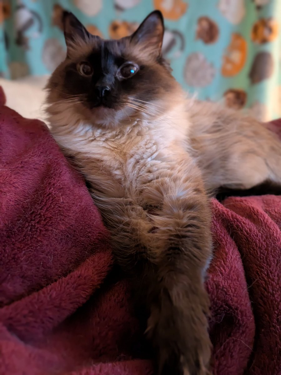 Cersei opened the door to the mud room that separates my room from the rest of the house this morning.

And proceeded to scream at the door until I came out and held her.

Oh yeah, Cersei knows how to open doors.

Asshole cat.
I would die for you.