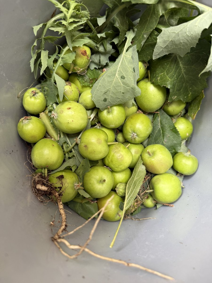 Green harvest: Looks bad but thining out apples on the trees to improve the ripening and quality of remaining fruit.