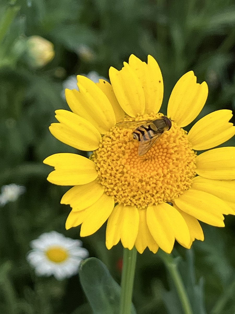 Just like birds, pollinators come in very different forms. Don’t just think of honeybees!