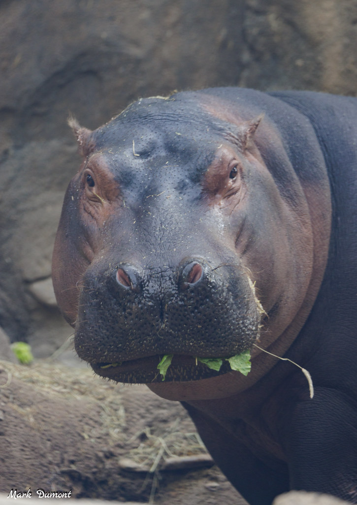 CincinnatiZoo's tweet photo. Fiona appreciation post 💖💖 https://t.co/vtSyTW8biv