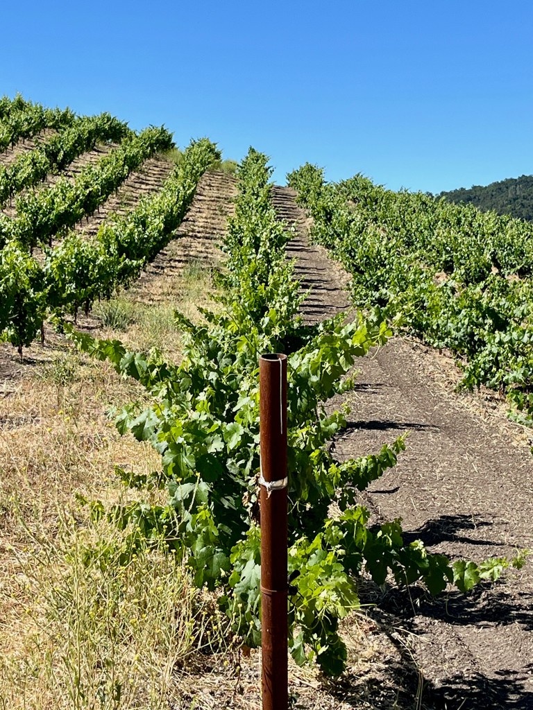 It’s a tradition to mark the summer solstice with a walk through the vineyard. While it’s not one of the big milestones like budbreak or harvest, it offers a valuable snapshot, and this year’s view is looking ideal.

Get the full rundown in the blog: tablascreek.typepad.com/tablas/2025/06…
