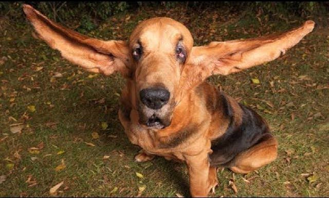 sambiquy's tweet photo. @QGdoPOP o cachorro assim agora https://t.co/xNEzDOakmk