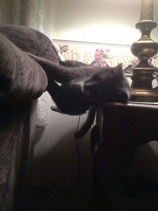 TweetsOfCats's tweet image. 