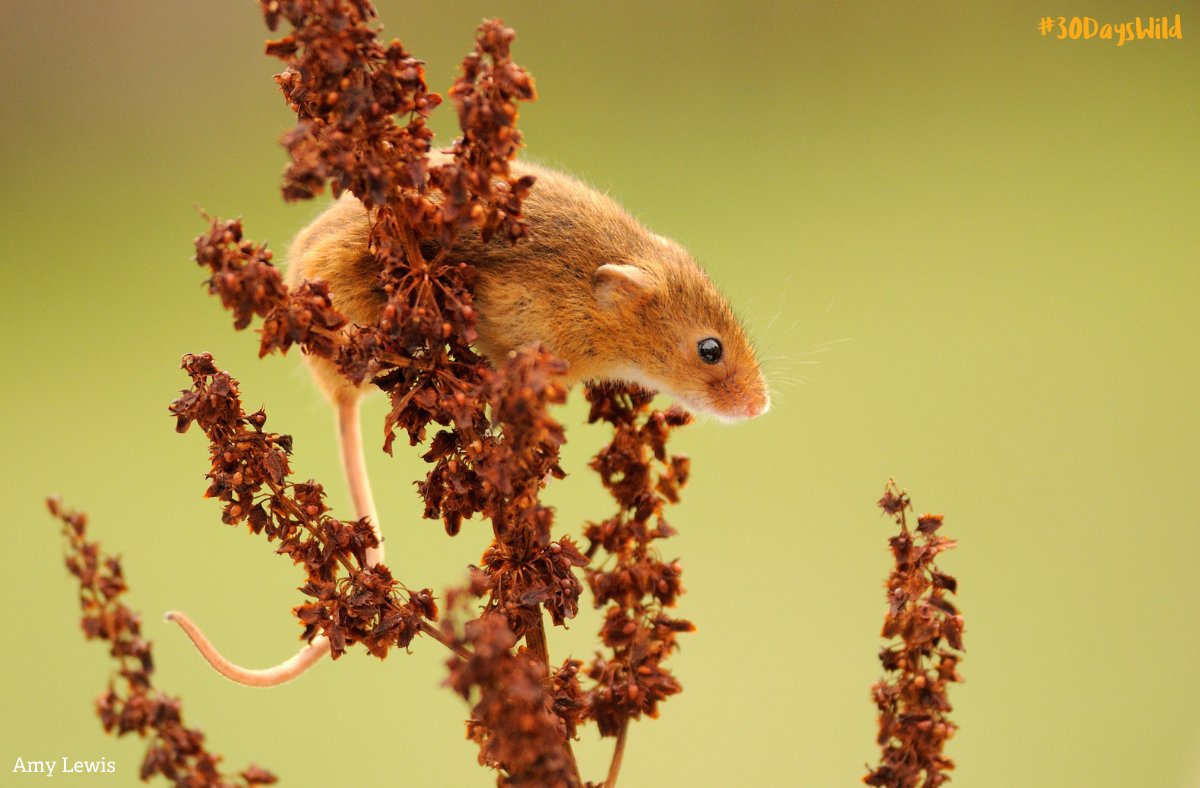It’s the end of Week 3 of #30DaysWild! 🧠🌿 

What’s the best nature fact you’ve learned this week (or ever)? 🐍🍄🦉 

Share your favourite wild fact with us! 👇