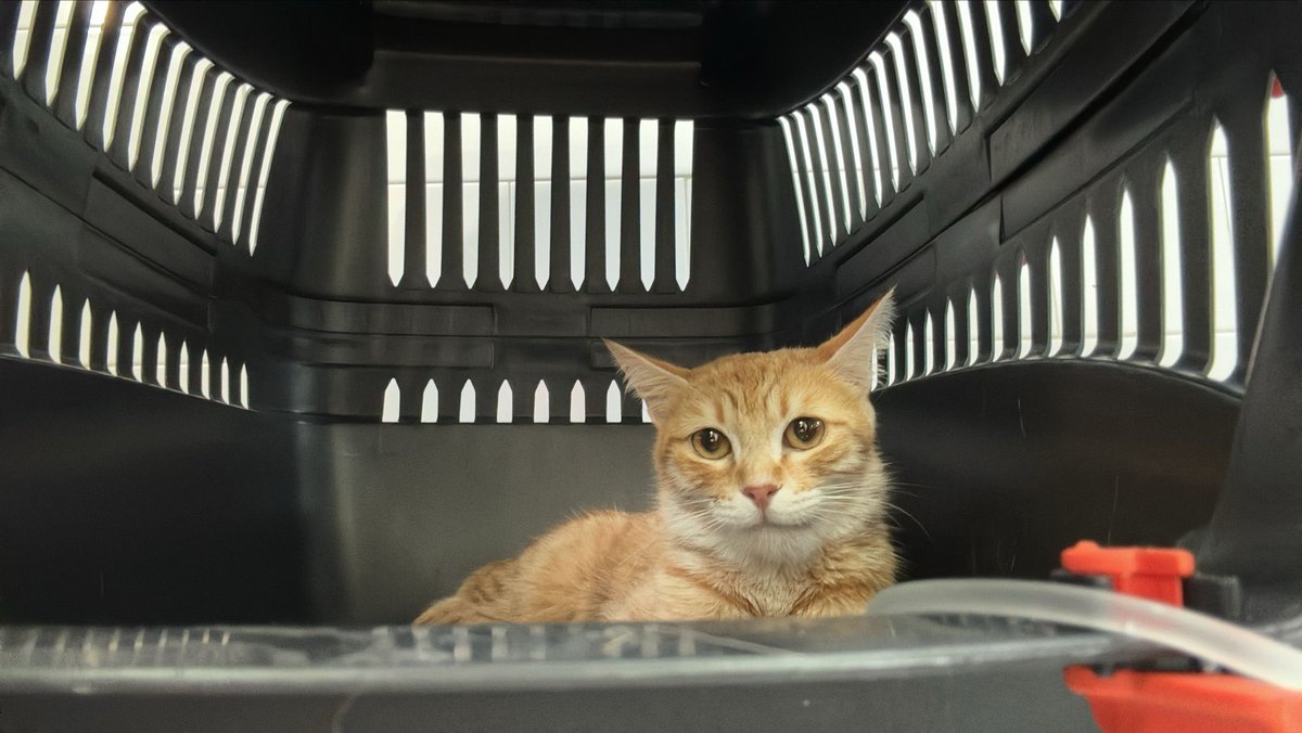 Hashariayı bir kere bahçeye çıkardık başında bekledik salak kediyi böcek ısırmış acillik oldu. O sırada bahçeden çıkmayan kedilerimiz...  çenesi biraz yamulmuş ılık kedinin.