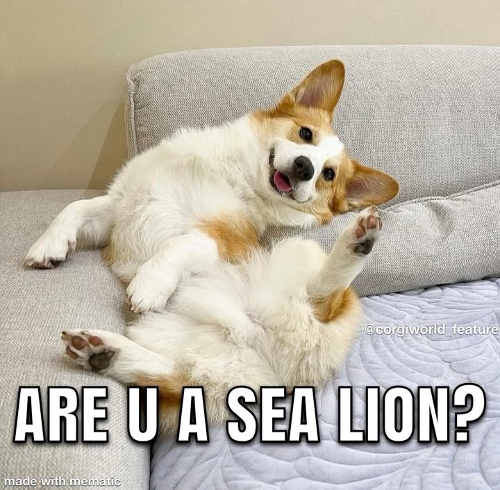 JosephineK1761's tweet image. ARE U A SEA LION?
made with mematic
#CorgiPuppy #CorgiVibes #Corgiinator #HappyCorgi #CorgiStyle #PrincessWelshCorgi
