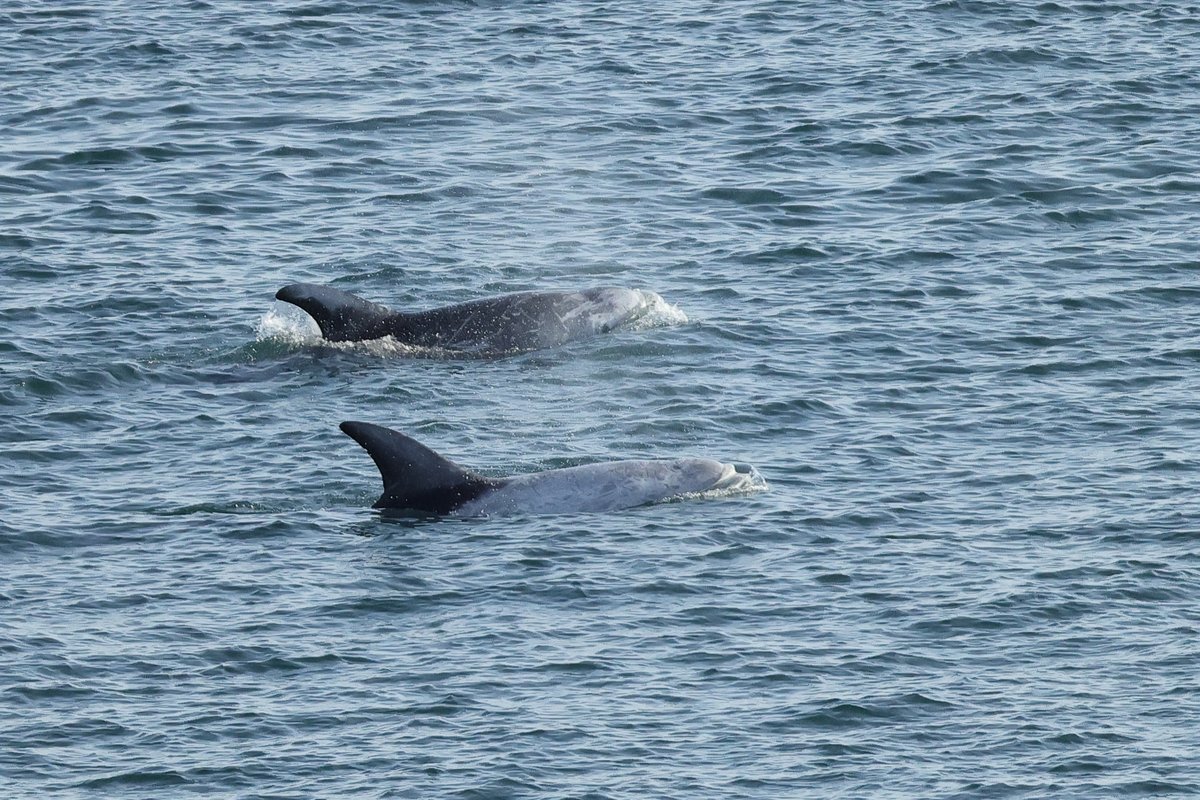 Risso's Dolphins off Berry Head this morning.