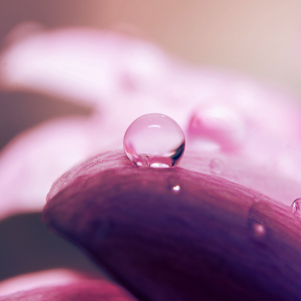 Share your macro photos!