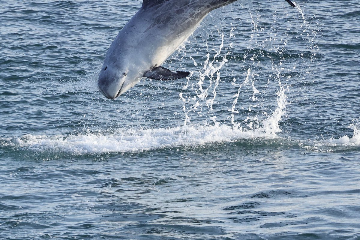 Nearly. Couldn't quite get it all in the shot. Too quick for me. Risso's Dolphin.