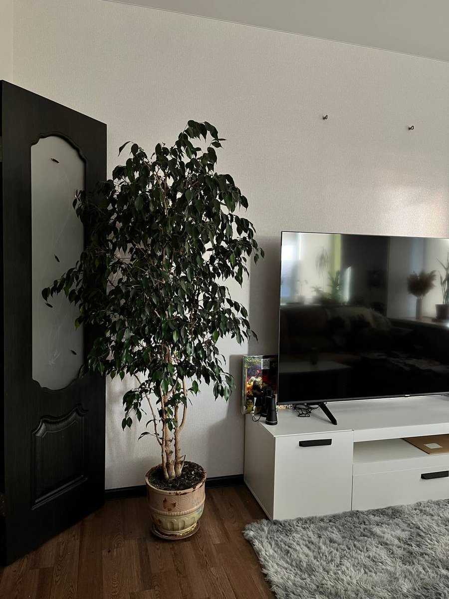 just casually bought a 2 meter tree