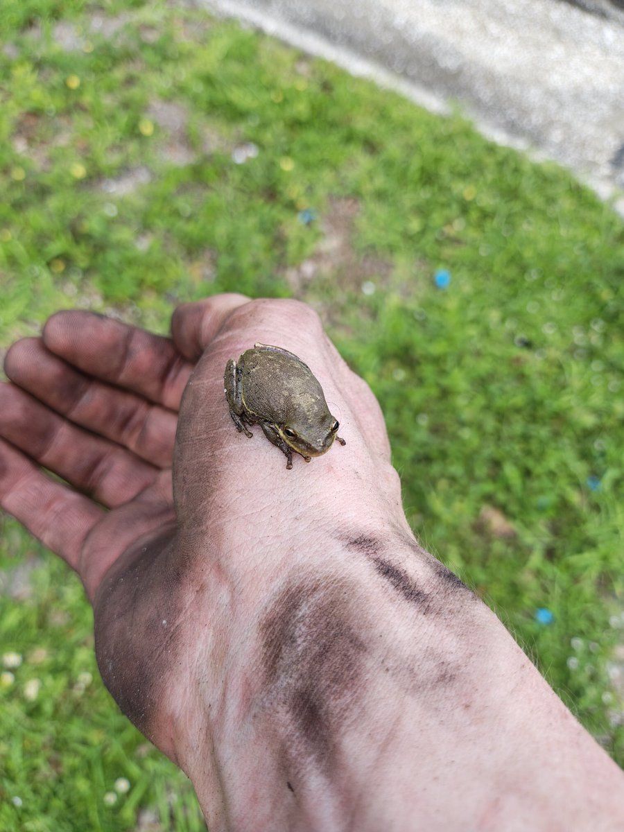 Cedar // The Leaf Boi『ENVtuber』🍂🍃 tweet media