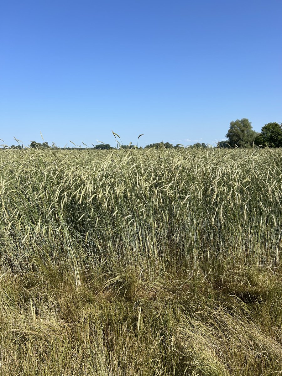 peteraposjme's tweet image. Žito lesní. Vypadá slibně.