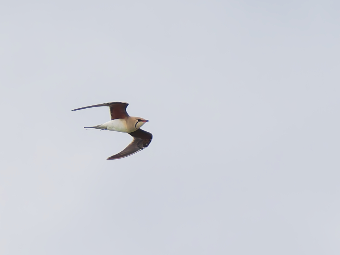 birdmanpaul's tweet photo. Collared Pratincole at Frampton this afternoon https://t.co/ZfbpJ4wSk9
