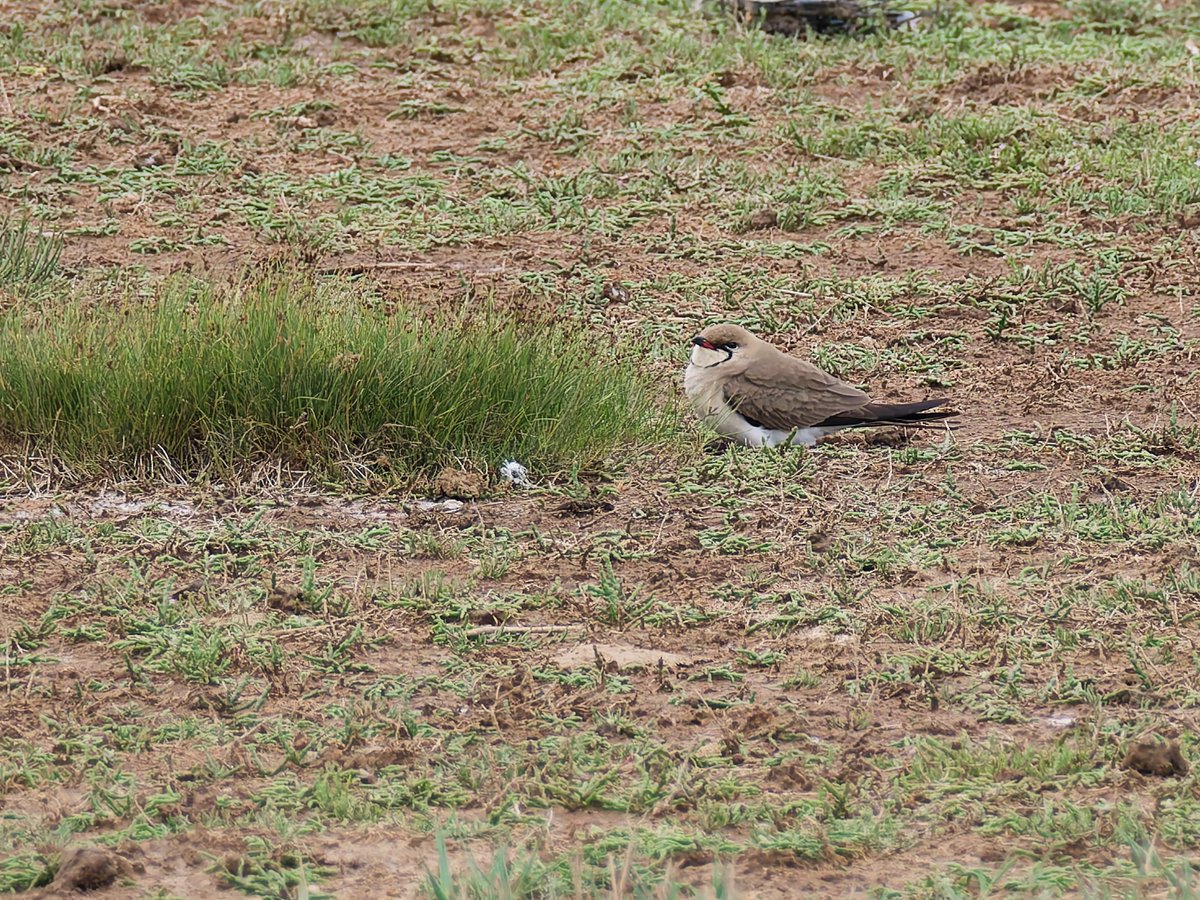 birdmanpaul's tweet photo. Collared Pratincole at Frampton this afternoon https://t.co/ZfbpJ4wSk9