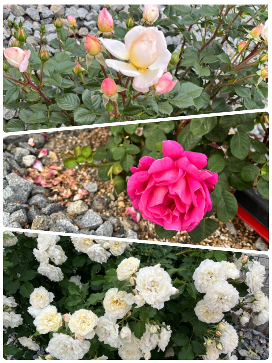 お教室に咲いている薔薇は今８種ありますが、この3種は全てBeatlesの曲名が付いています✨
上からI will、If I fell、Gently weeps 、大好きな曲名の薔薇に愛着もひとしお💖小松ガーデンのオリジナルです。メンテナンスをお願いしたら花付きが全然違う❗️プロの剪定はやっぱり違いますね✨