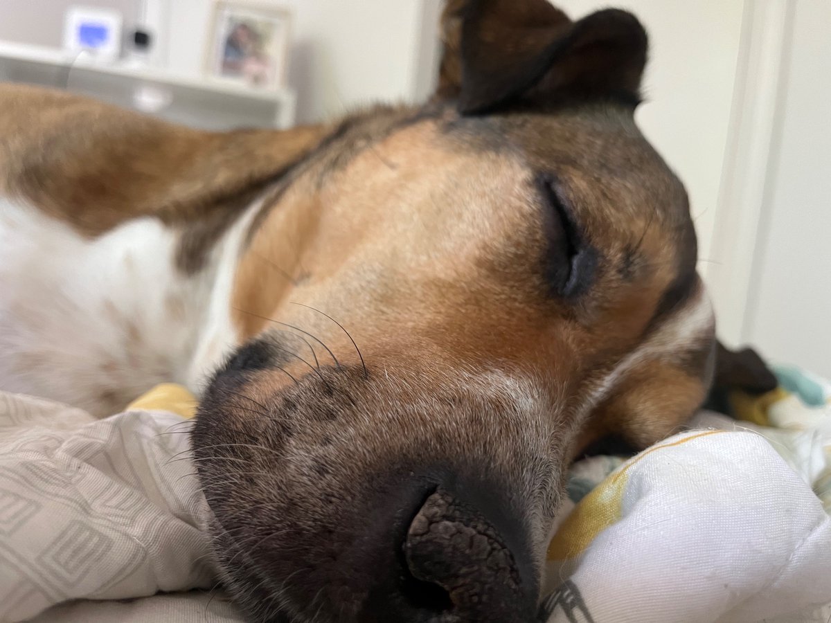 Our mandatory Sunday hikes always knock her out