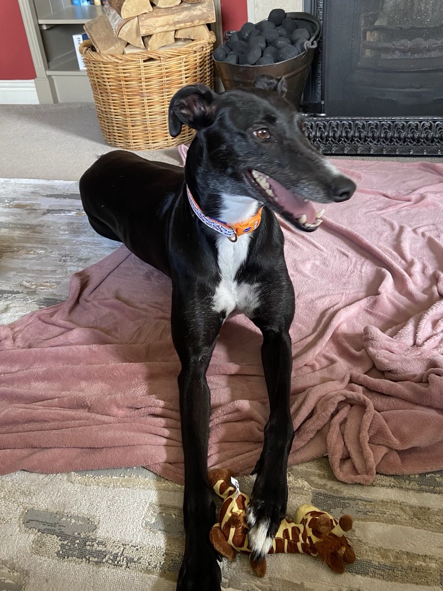 Dr Sue Proctor tweet media