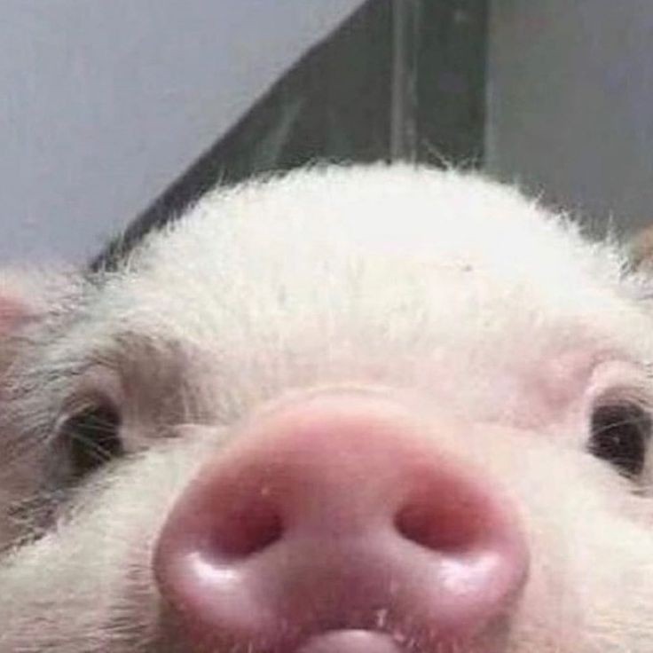 imyourwl_'s tweet photo. มู๋ฟามไหนหลุดค้าบ 🐽 https://t.co/Q1nKW6xulZ