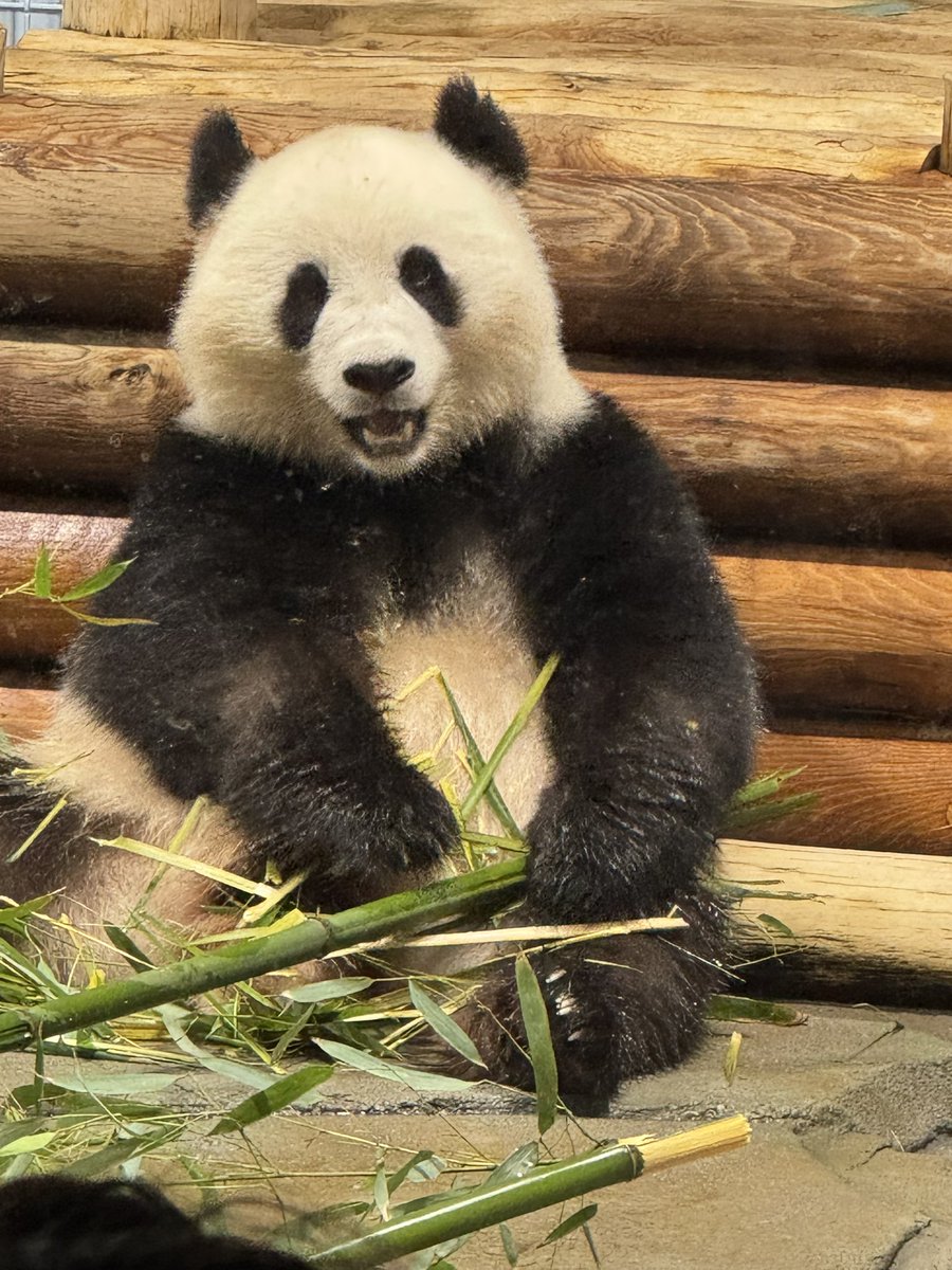 Adriene Henery (@coach_henery) on Twitter photo When in DC you must see the pandas! Excited for <a href="/HRollSoftball/">Headfirst Softball</a> Mid-Atlantic this week! When in DC you must see the pandas! Excited for <a href="/HRollSoftball/">Headfirst Softball</a> Mid-Atlantic this week!