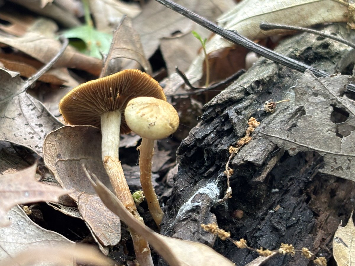 What a Awesome Day , I got to talk with President Trump today and Elon Musk !  So Awesome 👊🏻❤️🇺🇸