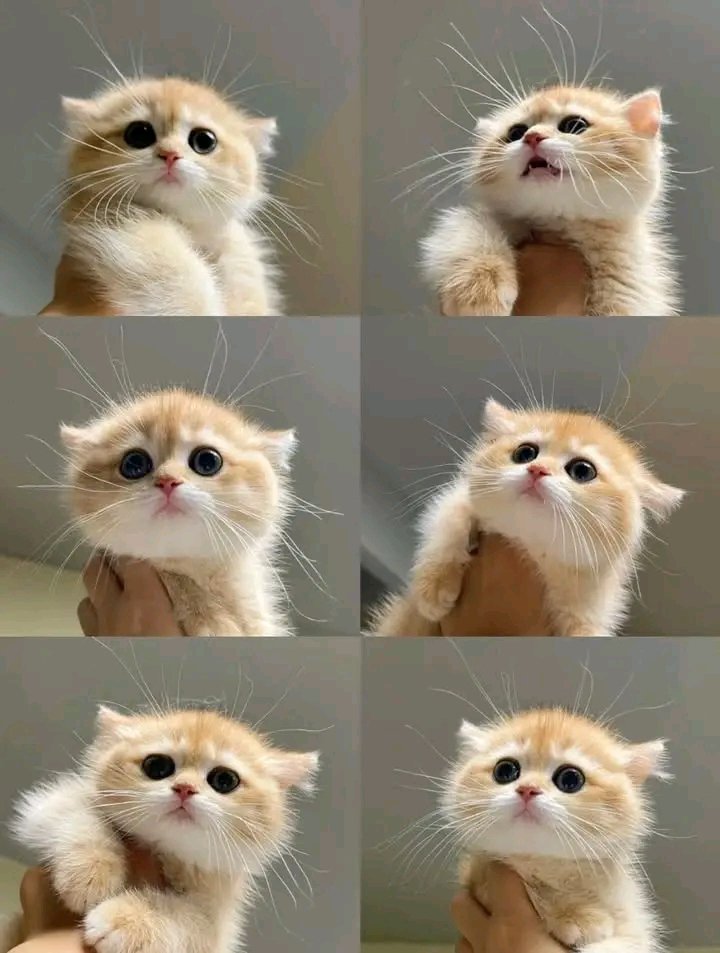 nocontextscats's tweet photo. Cutie https://t.co/EZMouqUJBR