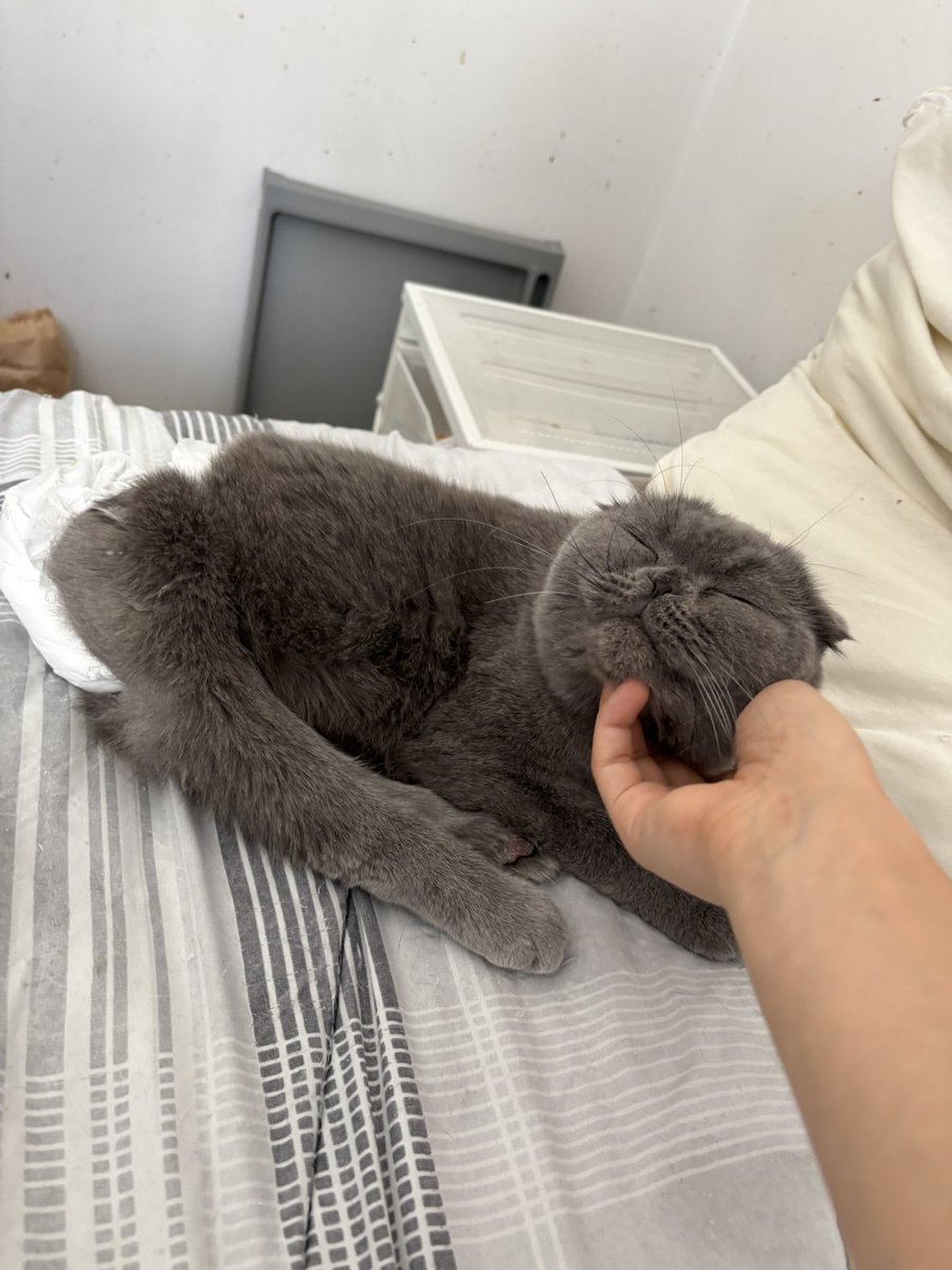 Arkadaşlar miniçik bi ilan açmak istiyorum,
Ben liloş için yürüteç araştırdım ama maalesef 12.500 dendi, sevmeme ve kullanmama ihtimali de var ekstra olarak. Acaba elinde fazladan yürüteci olan bir gönüllü vs bulabilir miyiz? liloşa önce denesek, severse ona yaptırsak.
Eskişehir