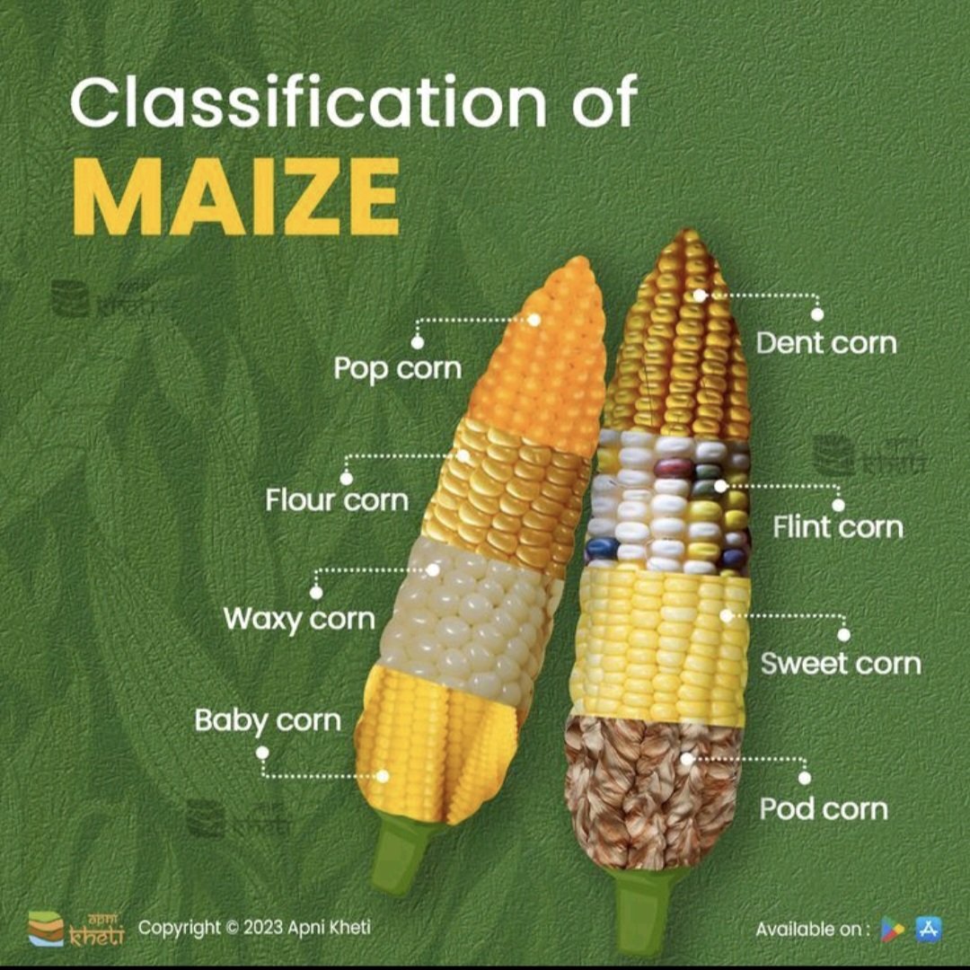 MudassarICh's tweet photo. Classification of Maize https://t.co/XHIdJOhwmb