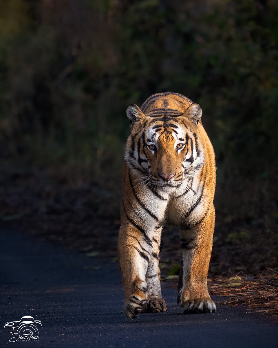 JeetAman Photography tweet media