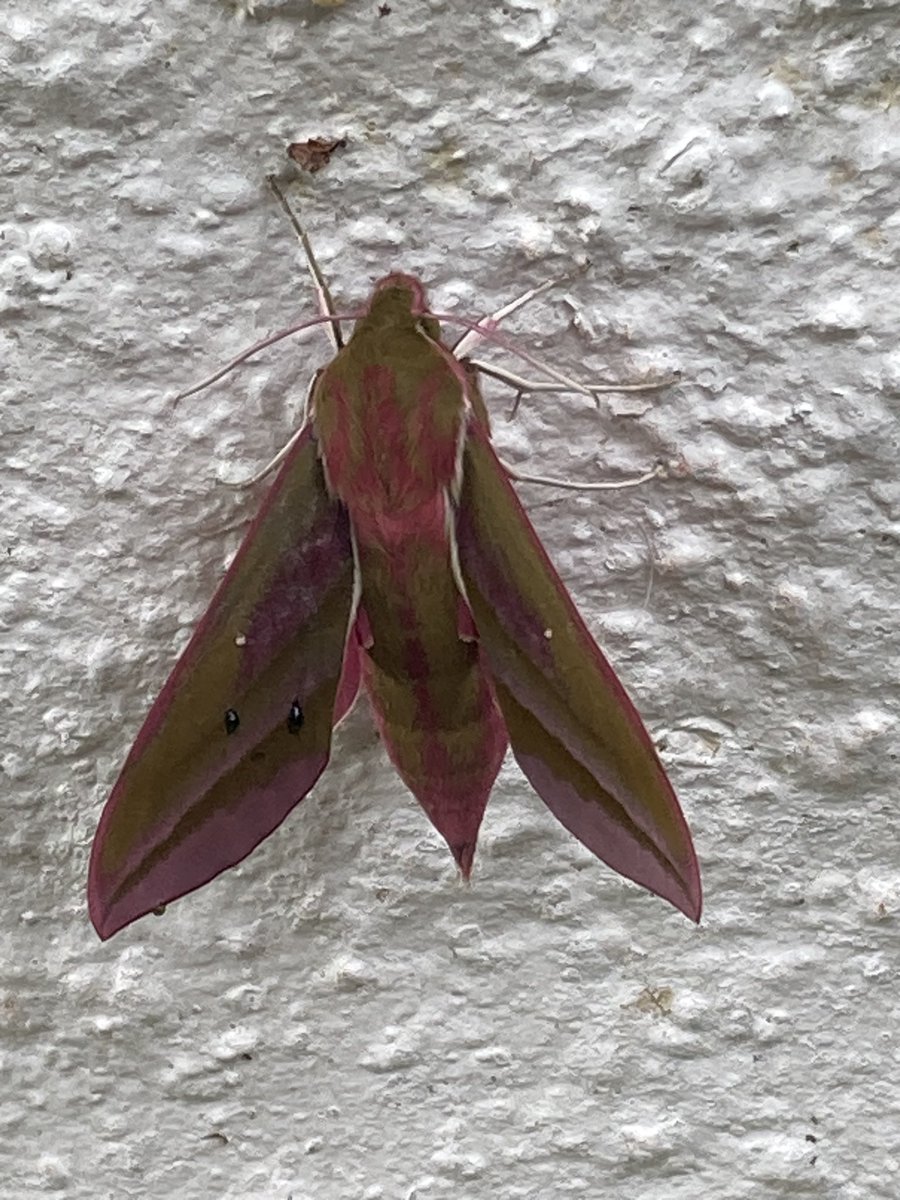 Elephant Hawkmoth in my Torquay garden - thanks to <a href="/AxeBirder/">Steve Waite</a> for the id confirmation