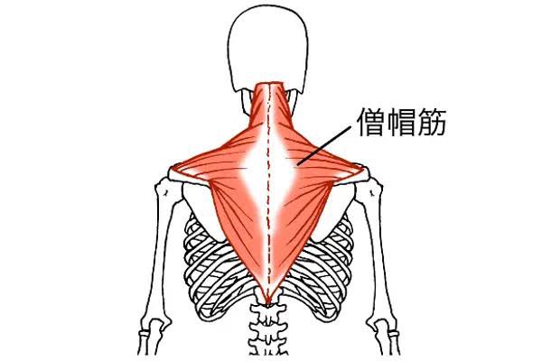 この筋肉もほんのりと浮いてきた