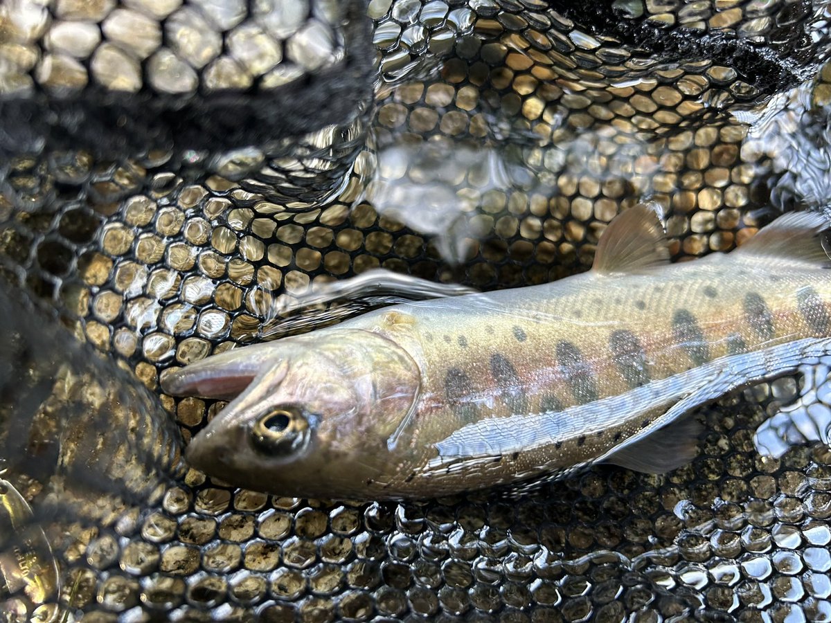fishermanstream's tweet photo. 去年の主な大物の釣果です！ https://t.co/B0cDz0MKZU