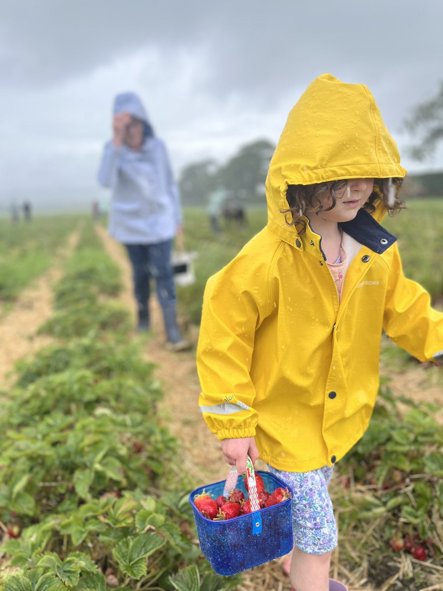 Strawberry picking you say? In Scotland, in June, you say? 🍓 🏴󠁧󠁢󠁳󠁣󠁴󠁿