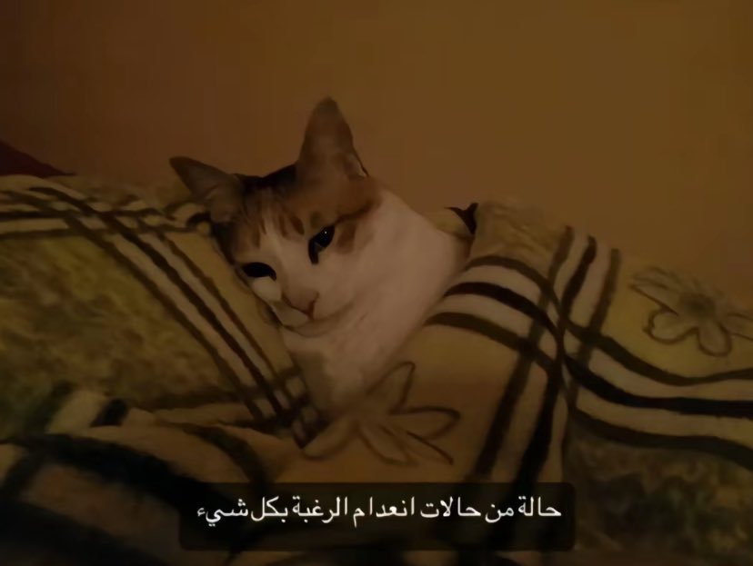 يحصل حاليا