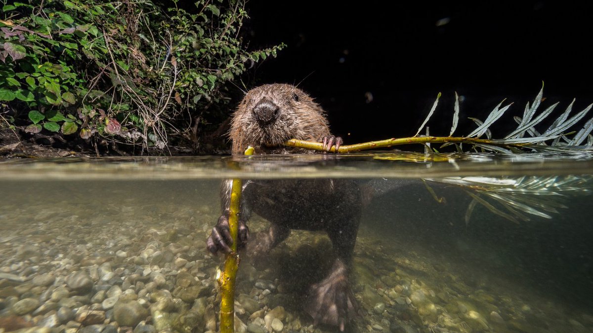 survivalanimal's tweet image. A $1.2 million dam project stalled in the #CzechRepublic after 7 years. Beavers finished it for FREE.

🔗 Read this wonderful story now: bit.ly/3HIAv50.

#ASINews #NatureSolutions #EcoFriendly #ConservationSuccess #DamProject #WildlifeImpact #Beavers #SustainableProjects