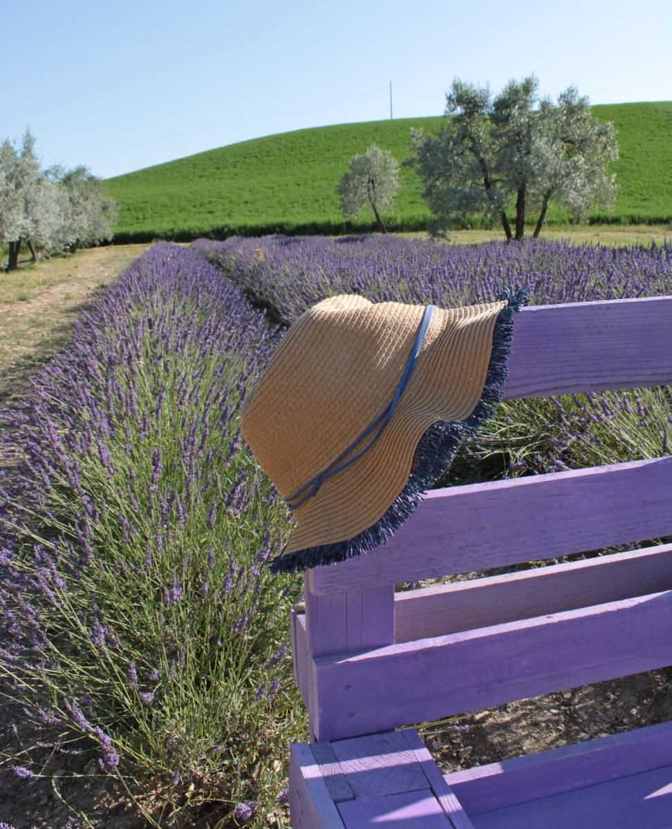 Until July 13, the Pisan Hills and the <a href="/TerrediPisa/">Terre di Pisa</a> offer a unique experience among the fields of #lavender in bloom. You can walk among the rows, participate in sunset picnics and tastings accompanied by live music.
bit.ly/LavenderDays

📸 Cristina - adobe