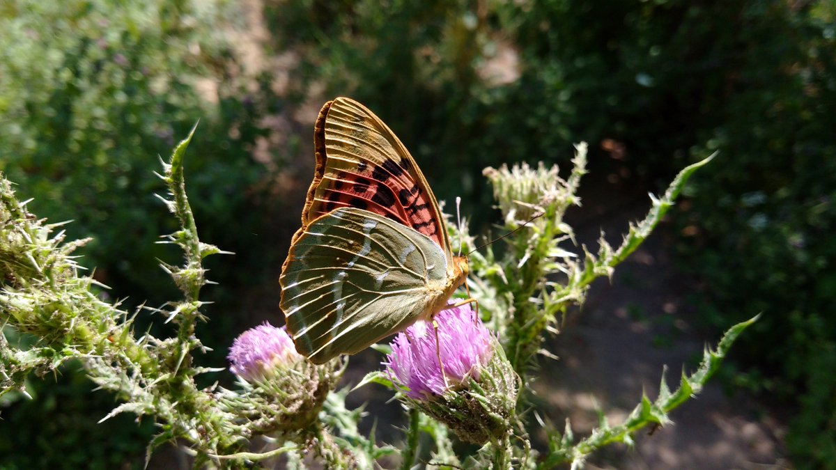 Just coming back from the garden with one of my favourite migratory butterfly finds - Argynnis pandora (Cardinal). No wonder we often highlight the value of various thistle species to insects!
#garden #entomology #insects #nature #wildlife #SundayVibes #thistle #plants #butterfly