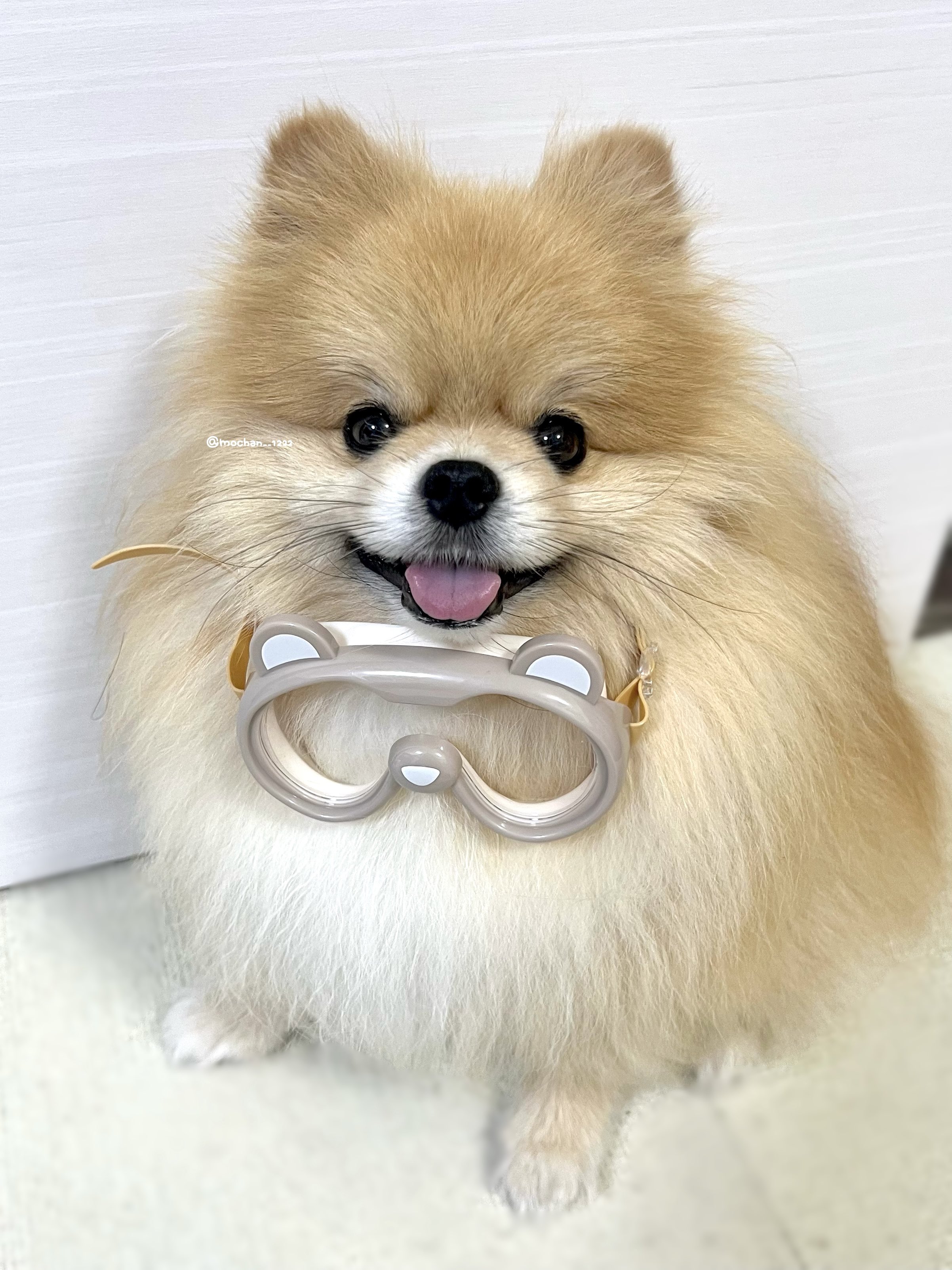 もちゃん🐶🍮ポメラニアン on X: 