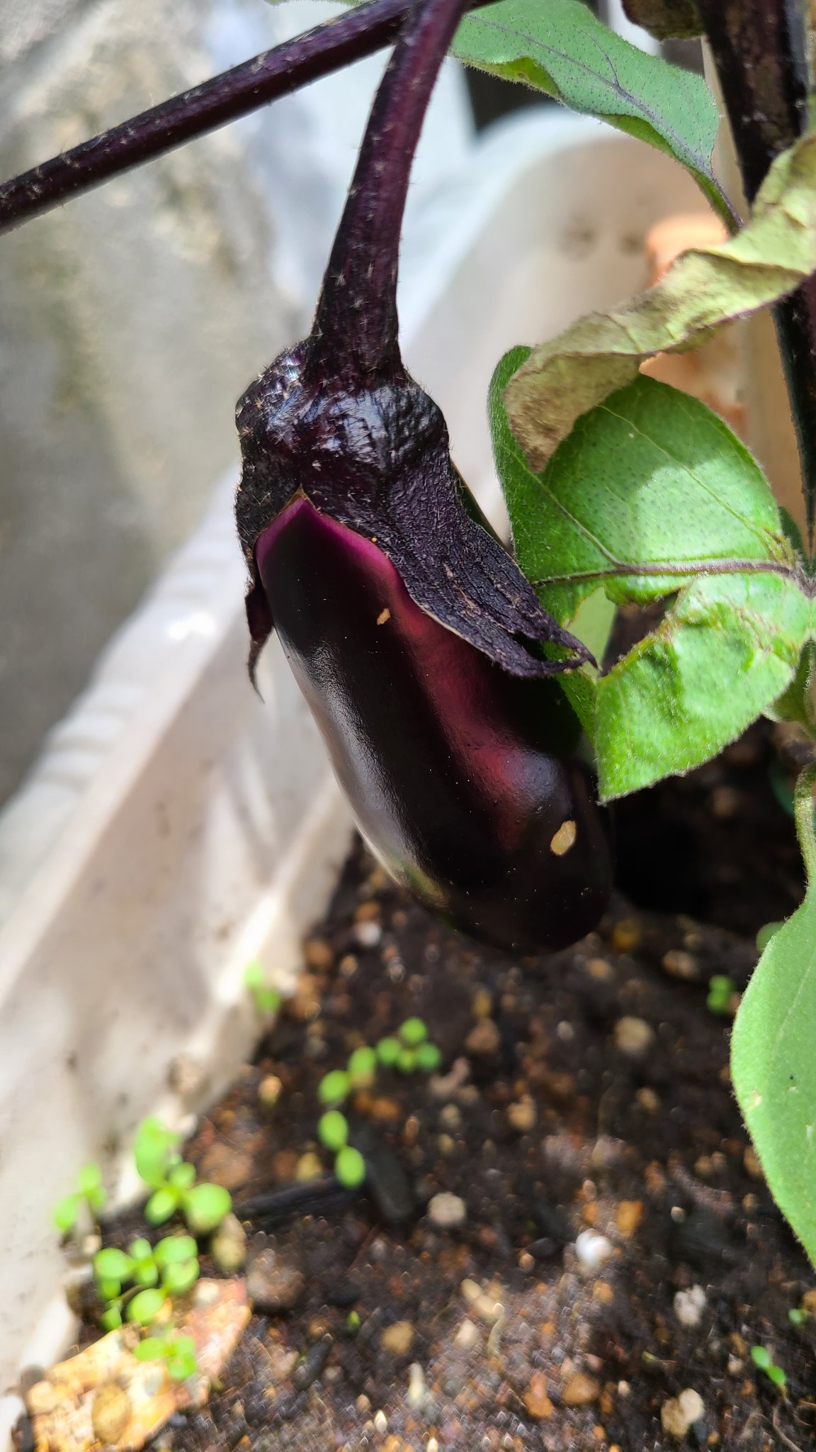 あき坊 (@akibo0109) / X