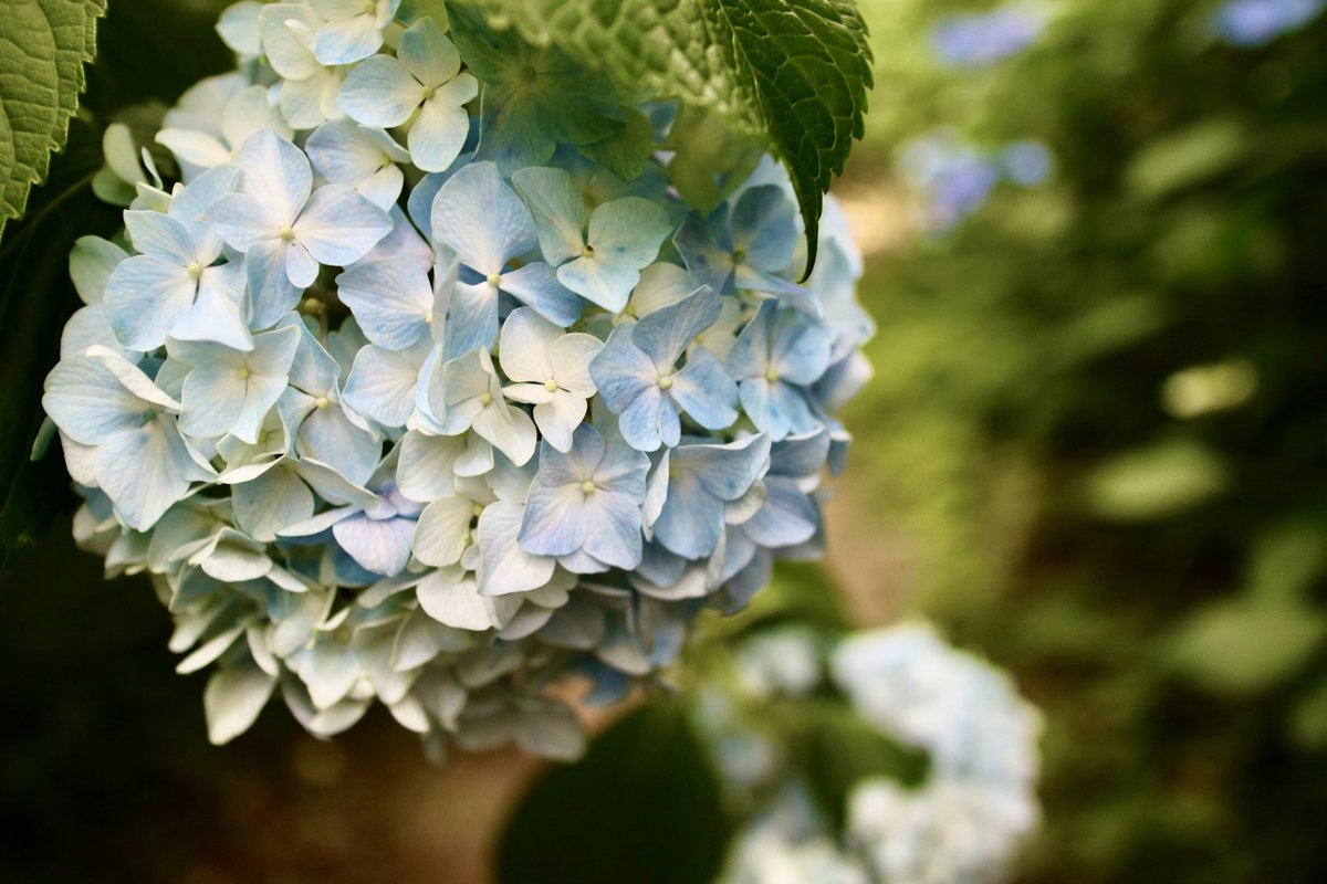 phyrexianMoon's tweet image. 紫陽花。綺麗に咲いていました。金曜日。